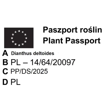 GOŹDZIK KROPKOWANY wieloletni Flashing Light - sadzonki 10 / 20 cm